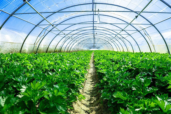 Nhiều mô hình sản xuất nông nghiệp theo hướng an toàn sinh học đã mang lại  hiệu quả kinh tế cao